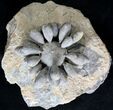 Firmacidaris Urchin Fossil - Jurassic #18633-1